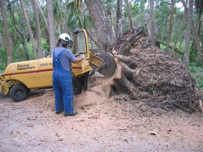 Stump grinder in action