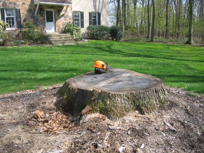 large tree stump
