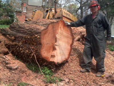 large removed stump
