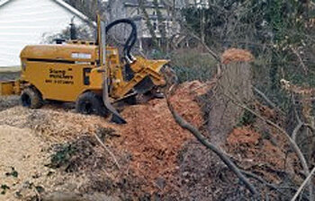 stump new grinder on big oak in creek