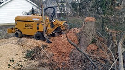 stump new grinder on big oak in creek