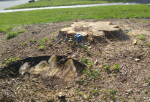 grinding a big stump